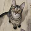 Kleiner Bandit sucht sein Zuhause