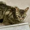 Tigermädchen Flia sucht ihre Familie