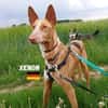 Xenon - Bildschöner Podenco
