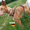 Xenon - Bildschöner Podenco