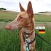 Xenon - Bildschöner Podenco