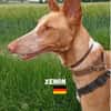 Xenon - Bildschöner Podenco