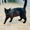 Lackfellchen Nia sucht ihre Familie