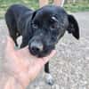 Jagdhund Mix, Hündin, 2 Jahre