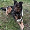 Nino-lebensfroher Junghund sucht dich!