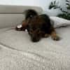 Nino-lebensfroher Junghund sucht dich!