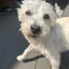 Sammy, Sensibelchen sucht Ruhe