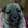 Ella, Hundekind noch ohne Zuhause