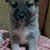Ella, Hundekind noch ohne Zuhause