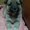 Ella, Hundekind noch ohne Zuhause