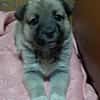 Ella, Hundekind noch ohne Zuhause