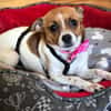 Vertrauensvoll zart liebevoll = HOLLY♥