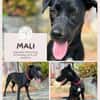 Mali: Fröhliche Labrador-Mix-Hündin
