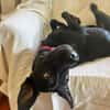 Mali: Fröhliche Labrador-Mix-Hündin