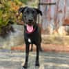 Mali: Fröhliche Labrador-Mix-Hündin
