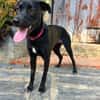 Mali: Fröhliche Labrador-Mix-Hündin