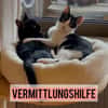 Felix und Timmi suchen ihr Zuhause ❤
