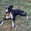 Szofia VA-Zweite Chance gesucht!