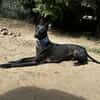 Pablo, unser Vollbluthengst im Hund