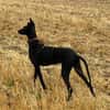 Pablo, unser Vollbluthengst im Hund