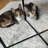 Malina und Ljuba aus dem Tierschutz