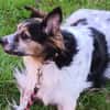 Duque - liebevolles Zuhause gesucht