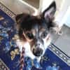 Duque - liebevolles Zuhause gesucht