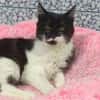 Shira sucht dringend ein Zuhause