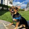 Charlie sucht sein liebevolles Zuhause