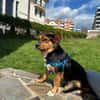 Charlie sucht sein liebevolles Zuhause