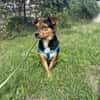 Charlie sucht sein liebevolles Zuhause