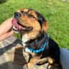 Charlie sucht sein liebevolles Zuhause