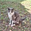 Freddy - Einzelkatze mit Garten/Freigang