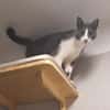 Freddy - Einzelkatze mit Garten/Freigang