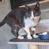 Freddy - Einzelkatze mit Garten/Freigang