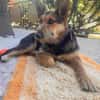 Jessy sucht ihr liebevolles Zuhause