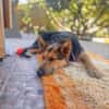 Jessy sucht ihr liebevolles Zuhause