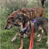 Shiloh - wartet in 96160 Geiselwind