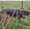 Shiloh - wartet in 96160 Geiselwind
