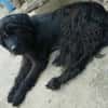 Hunter sucht sein liebevolles Zuhause