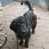 Hunter sucht sein liebevolles Zuhause