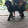 Hunter sucht sein liebevolles Zuhause