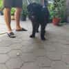 Hunter sucht sein liebevolles Zuhause