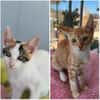 Annabelle & Mirabelle suchen DICH!