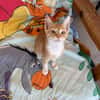 Annabelle & Mirabelle suchen DICH!