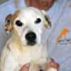 Junggebliebener Spike sucht Zuhause