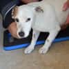Junggebliebener Spike sucht Zuhause