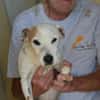 Junggebliebener Spike sucht Zuhause