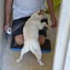Junggebliebener Spike sucht Zuhause