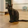 Vagos, tapferer Panther, ca. 1 Jahr